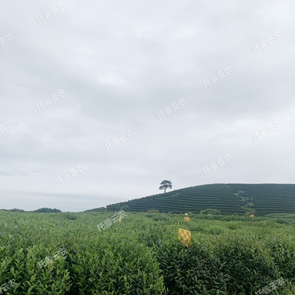 全降解天敵友好型粘蟲板